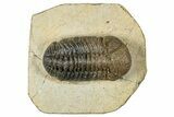 Multi-Toned Morocops Trilobite - Visible Eye Facets #271930-2